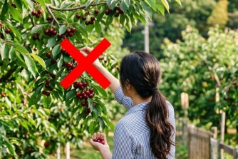 Làm Việc Tại Nhật Bản: Những điều người lao động cần biết khi sống và làm việc tại Nhật Bản